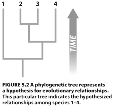 If two sister species on the phylogenetic tree in the figure above differ from the other two in a single character state (e.g.,dark or light fur),where would the likely evolutionary change(s)be? Indicate change(s)by placing an arrow-or arrows-on the tree above.Be sure to label the arrow(s)as a loss or gain.