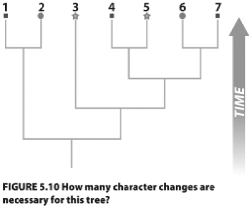 Use the Fitch algorithm to determine the minimum number of evolutionary changes required to explain the character states (square,circle,or star)of the seven species depicted on the tree in the figure above.Recall the rules for assigning character states as you work your way down the tree. 1.If each of the two daughters of a node shares one or more possible states for a trait,assign those shared traits to the node in question. 2.If the two daughters share no possible states in common,assign all possible states for both daughters to the node.(Note to instructor: The difficulty of this question can be adjusted by including or omitting the two rules above.)