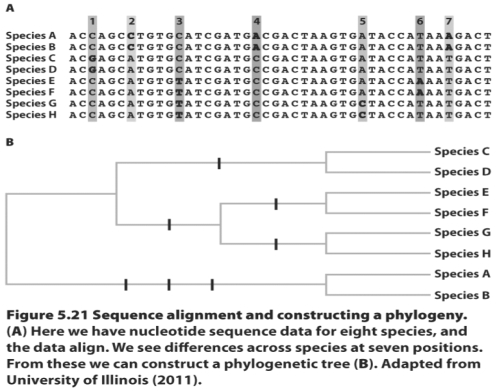 On the figure above,number each of the seven change bars on the branches with the corresponding sequence change indicated on the sequence alignment.