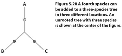 An unrooted tree,linking three species,is shown above.Draw all possible unrooted tree conformations when a fourth species,D,is added to the tree.