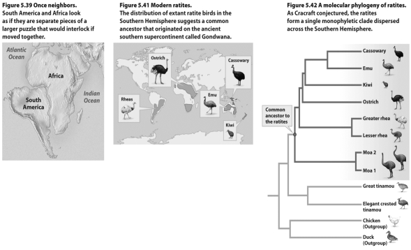 Using the evidence presented in the three figures above,describe how combining phylogeographic evidence-including geological processes such as continental drift,natural history (including distribution and dispersal of species),and phylogenies-worked to develop a hypothesis supporting the common ancestry of ratite birds.(Hint: Ratite birds are flightless,and tinamous can fly only weakly.)
