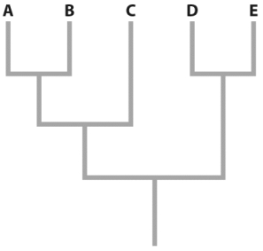 One of the principle ways to understand the large-scale effects of natural selection is to compare traits across groups of species.However,there are many ways researchers can be misled by applying the comparative method without properly accounting for phylogeny-shared evolutionary history.Using the five-species tree illustrated above,list and describe or label all possible independent contrasts.