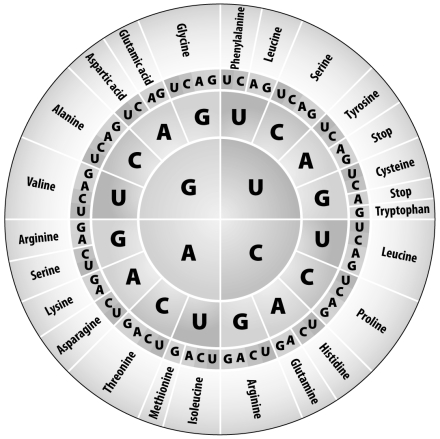 Use the figure below to determine which of the following amino acid sequences would be generated from the RNA sequence: CGA GGC UUA ACG.