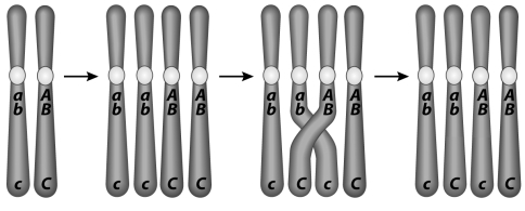 How many cross-over events are depicted in the following figure?