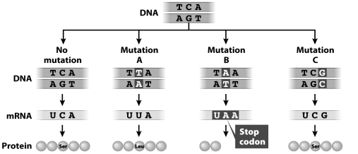 Which of the mutations in the figure below depicts a nonsense mutation?
