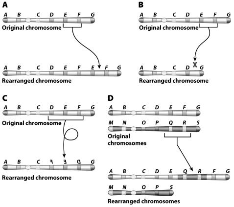 Which of the following diagrams illustrates an inversion?  