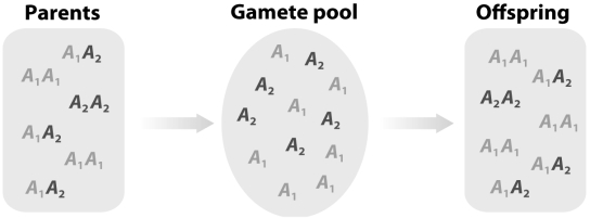 <strong>Which assumption of the Hardy-Weinberg model is being presented in the figure below? </strong> A)Random mating B)Selfing C)Migration D)Mutation E)Selection