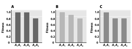 <strong>Which of the bar graphs in the figure below depicts data regarding a beneficial mutation that will become fixed most rapidly? </strong> A)Graph A B)Graph B C)Graph C D)Cannot be determined from the information provided E)None of the above