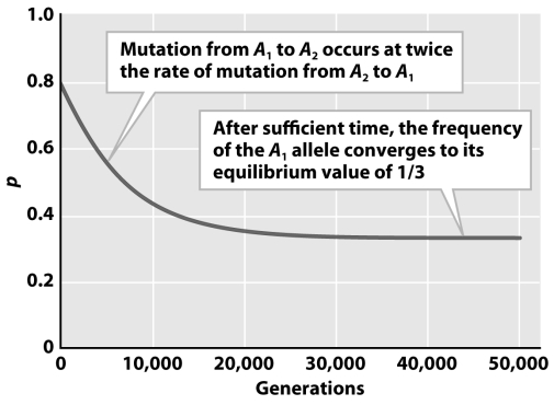 <strong> The figure above depicts the change in p over time when the forward mutation rate is twice the reverse mutation rate.This results in a p equilibrium frequency that approaches 0.333.If the forward mutation rate was four times as fast as the reverse mutation rate,one would expect the equilibrium value of p to be</strong> A)stable. B)unstable. C)lower than 0.33. D)higher than 0.33. E)A and C