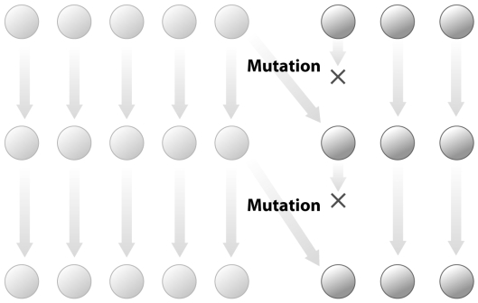 <strong>What phenomenon is represented in the following figure? </strong> A)Overdominance B)Balancing selection C)Mutation-selection balance D)Back mutation E)Genetic drift