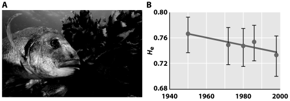 <strong> The figure above illustrates the</strong> A)increase in homozygosity with time. B)the effect of over-fishing on heterozygosity. C)the decline of heterozygosity with time. D)B and C E)All of the above