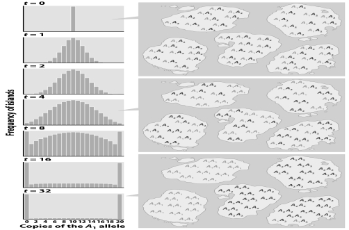 <strong> The figure above demonstrates the</strong> A)effects of genetic drift in small populations. B)relationship between population size and the effects of selection. C)relationship between population size and the effects of mutation. D)relationship between population size and effective population size. E)relationship between population size and the effects of migration.