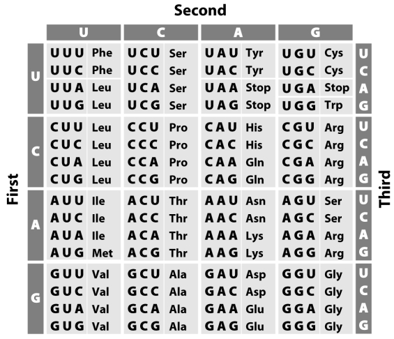 <strong> Refer to the figure above to answer the following question.Which of the following mutations to a codon is most likely to be selectively neutral?</strong> A)UUG ® CUG B)AUA ® AUG C)AAC ® AAA D)UGC ® UGA E)AGC ® AGA