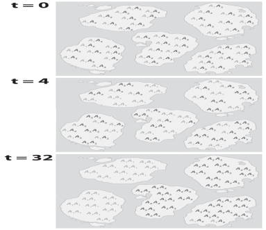 The figure below presents the genotypes of individuals in several island populations at three points in time (t = 0,t = 4,t = 32).What effect of genetic drift does this figure demonstrate?