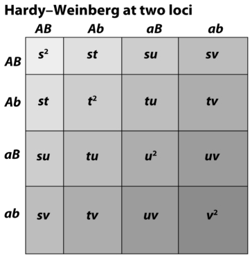 <strong> The figure above demonstrates that Hardy-Weinberg frequencies are</strong> A)uniquely determined by allele frequencies. B)determined by haplotype frequencies. C)depend on the recombination rate. D)All of the above E)None of the above