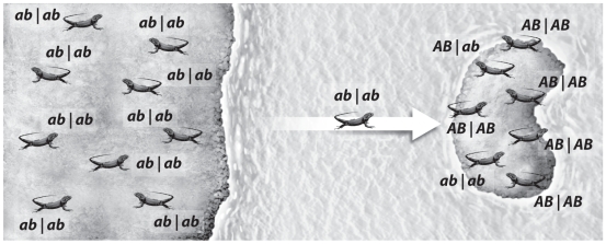 <strong>Which of the following processes that can create linkage disequilibrium is illustrated in the figure below? </strong> A)Drift B)Selection C)Mutation D)Migration E)All of the above