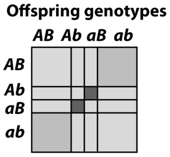 <strong>In the figure below,the grey boxes represent the offspring of parents that are heterozygous at locus 1 (Aa)and locus 2 (Bb).Which of the grey boxes represent repulsion double heterozygote offspring? </strong> A)Light grey B)Medium grey C)Dark grey D)B and C E)All of the above