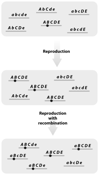 <strong> In the figure above,a new beneficial allele,B,arises on a chromosome containing the ordered loci A,B,C,D,and E,depicted in the top panel.After reproduction,those chromosomes possessing the B allele increase in frequency.Over time,recombination breaks up the association of the B allele with the A,C,D,and E alleles.Assuming that the five loci are spaced evenly along the chromosome,the first pair of allele combinations to be broken up will be</strong> A)B and A. B)B and C. C)B and D. D)B and E. E)All alleles will break up at an equal rate