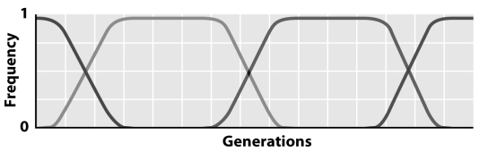 <strong> In the figure above,each new line represents the frequency of a new beneficial mutation.The figure describes the process of</strong> A)selective sweeps. B)periodic selection. C)genetic hitchhiking. D)background selection. E)A and B