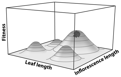 <strong> In the figure above,the population indicated by the dots</strong> A)has a high fitness. B)exhibits two distinct morphs C)is experiencing background selection. D)is experiencing drift. E)is in equilibrium.