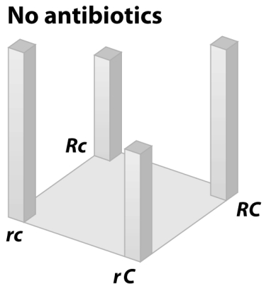 <strong>The following figure demonstrates the genotypic adaptive landscape for bacteria growing in media without antibiotics.The height of the bars associated with a genotype indicates the fitness of that genotype.The R allele confers resistance to antibiotics,and the C allele compensates for the loss of fitness that the R allele confers in the absence of antibiotics.The rc haplotype lacks both compensation and resistance.Based on this landscape,why are resistance and compensation unlikely to be lost even in the absence of antibiotics? </strong> A)A lack of mutation will prevent the haplotypes from changing. B)Epistasis will maintain haplotype frequencies. C)Haplotype frequencies do not change in Hardy-Weinberg populations. D)RC populations are stuck on a local maximum. E)Bacteria evolve slowly.