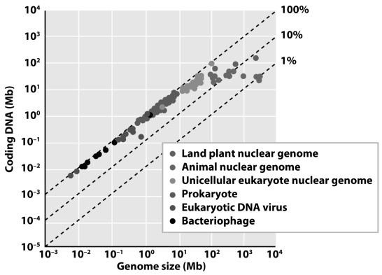 <strong> From the figure above,one can deduce that larger genomes</strong> A)tend to have a greater proportion of coding DNA than smaller genomes. B)tend to have a lesser proportion of coding DNA than smaller genomes. C)have more splice variants. D)code for more proteins.