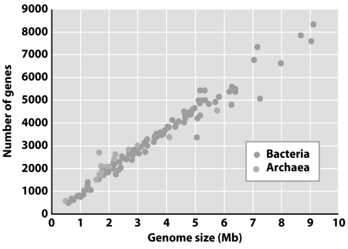 <strong> What does the figure above convey about the G-value paradox in prokaryotes?</strong> A)The numbers of protein coding genes increase with genome size. B)There is no G-value paradox in prokaryotes. C)Bacteria are more complex than archaea. D)A and B E)None of the above