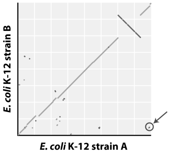 In the syntenic dot plot of E.coli K-12 strains A and B,there are two circled dots in the lower right corner of the plot.How do you interpret the position of these two dots in terms of the gene orders of the two strains?