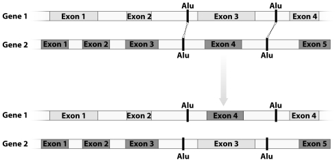 In the figure below,a double crossing-over event occurs between the Alu elements.How does this event illustrate a means by which introns generate genetic diversity?