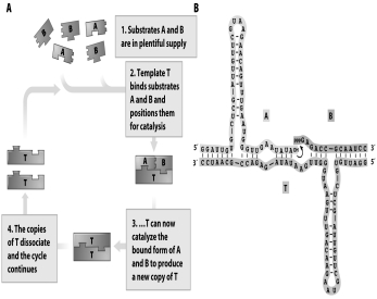 <strong>  The schematic diagram above of a simple self-replicating system demonstrates that</strong> A)natural selection is occurring. B)replication is occurring given specific substrates. C)replication can occur independent of substrates. D)variation can be induced in a system. <div style=padding-top: 35px> 