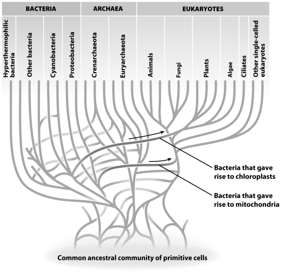 The figure above shows horizontal gene transfer and the early evolution of life.Based on this figure,order the following events from earliest to latest. A.Mitochondrial horizontal gene transfer B.Chloroplast horizontal gene transfer C.Plants and algae separate from animals and fungi D.Fungi separate from animals