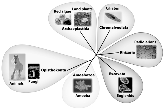 <strong>What unites the organisms shown in the figure below?  </strong> A)They are all single celled. C)They are all archaea. B)They all have chloroplasts. D)They are all eukaryotes. <div style=padding-top: 35px> 