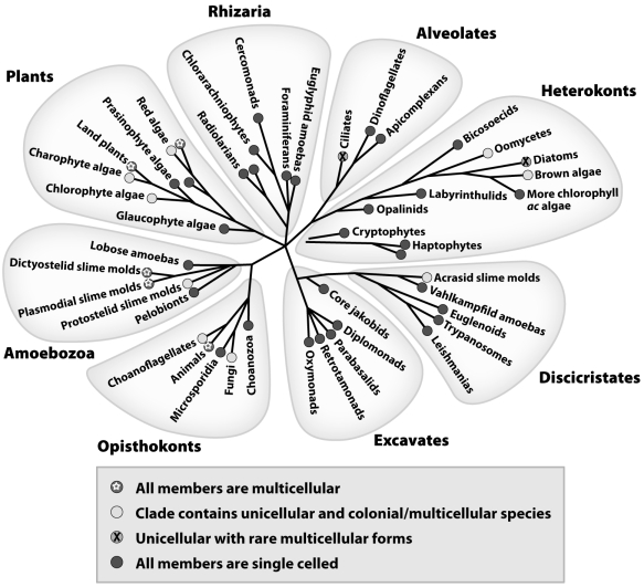 <strong>  Basis on the figure above,multicellularity has evolved</strong> A)once. C)three times. B)twice. D)at least six times. <div style=padding-top: 35px> 