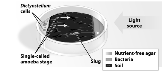 <strong>  The experimental set up in the figure above was designed to test</strong> A)the economy of scale of slime mold slugs and amoebas. B)the reproductive ability of slime mold slugs and amoebas. C)the aggregation ability of amoebas. D)attraction of Dictyostelium to light. <div style=padding-top: 35px> 