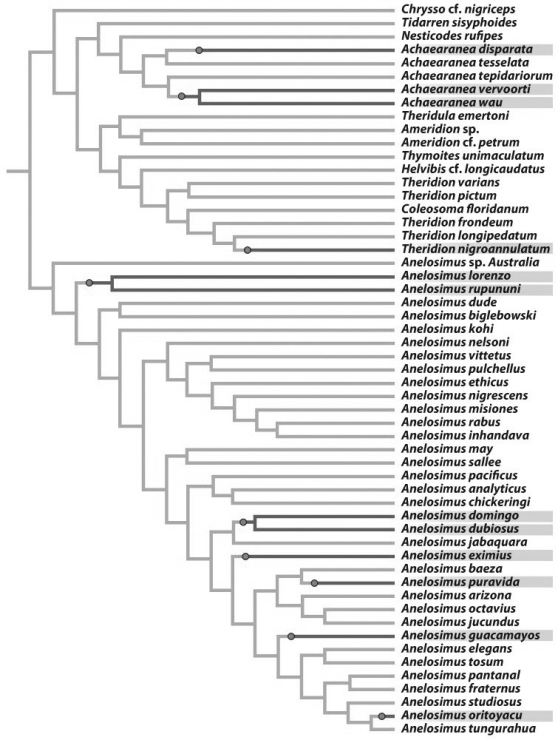 <strong>  On the phylogeny of Theridiidae spiders illustrated above,shaded names indicate group-living species.Group living in this family has evolved</strong> A)once. C)nine times. B)three times. D)twelve times. <div style=padding-top: 35px> 