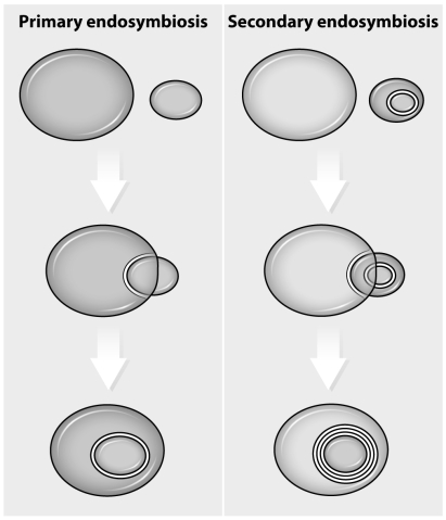 From where do the extra membranes arise in mitochondria,chloroplasts,and apicoplasts?  <div style=padding-top: 35px> 