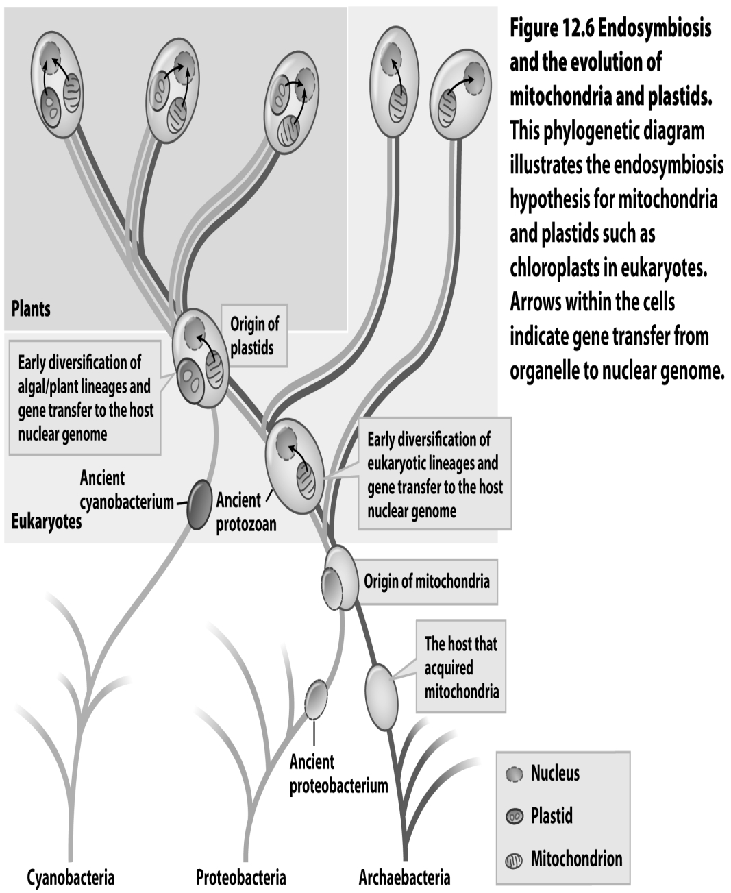 Based on the figure below,would you expect all nonplant eukaryotes to have exactly the same mitochondrial genes as all plant mitochondria? Why or why not?  <div style=padding-top: 35px> 