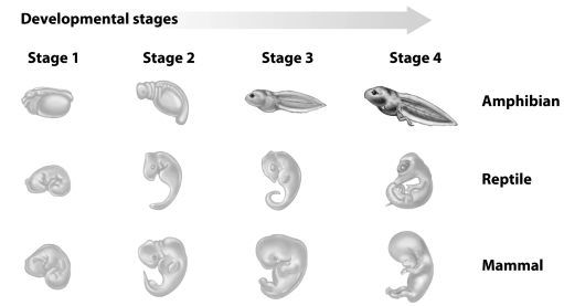 <strong> Which of the following stages is most similar across all three groups?</strong> A)Stage 1 C)Stage 3 B)Stage 2 D)Stage 4