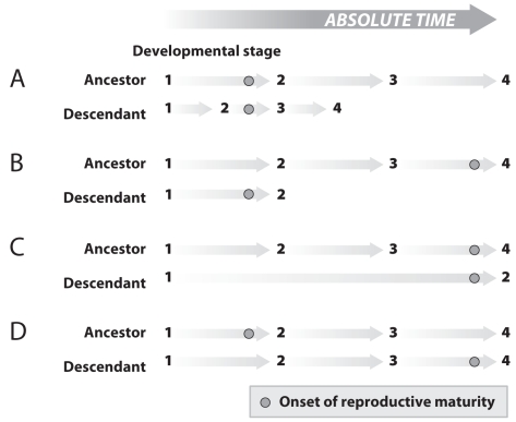 <strong> The process in D in the figure above is an example of</strong> A)recapitulation via hypermorphosis. C)paedomorphosis via progenesis. B)recapitulation via acceleration. D)paedomorphosis via neoteny.
