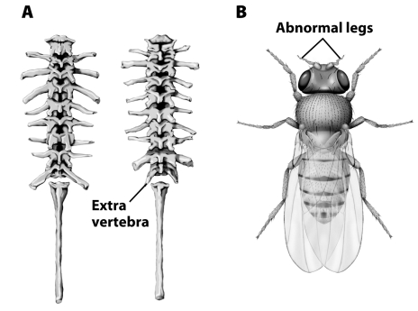 <strong> The characteristics identified in the figure above are examples of</strong> A)homeobox genes. C)evo-devo. B)ontogeny. D)homeotic transformations.