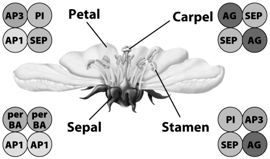 <strong> Imagine that a researcher replaced the MADS-box AP1 gene with the MADS-box AG gene.One possible effect on flowers would be</strong> A)stamens would be changed into petals. B)petals would be changed in to sepals. C)stamens would be changed into carpels. D)petals would be changed into stamen-like structures.