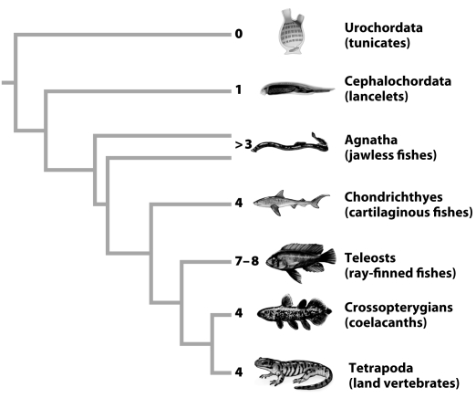 <strong> The figure above shows the number of Hox gene clusters in different groups of animals.Which of the following is a true statement regarding the number of clusters in each group?</strong> A)Land vertebrates > All fish > Tunicates B)All fish > Lancelets > Tunicates C)Ray finned fishes > Lancelets > Land vertebrates D)All fish > Lancelets > Land vertebrates