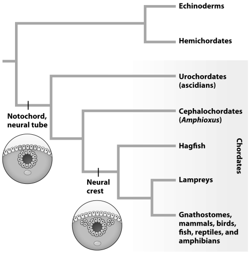 <strong>According to the phylogeny in the figure below,which of the following statements is true? </strong> A)All chordates have a neural tube. C)Echinoderms have a neural tube. B)Amphioxus have a neural crest. D)All chordates have a neural crest.