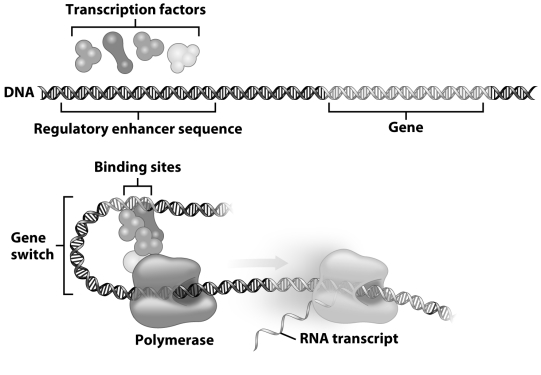 Based on the figures below,how are transcription factors like a switch?