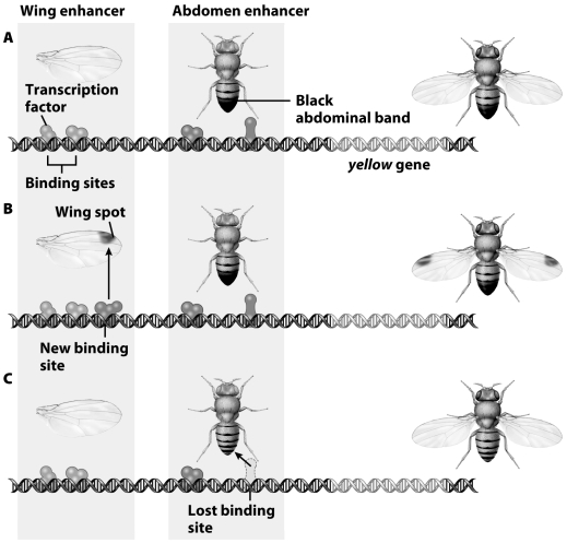 Explain how gains and losses of binding sites change morphology in the system illustrated below.In the case of gains,assume that the transcription factors associated with the binding site are expressed in the appropriate tissue.