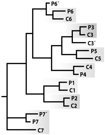 <strong>In the phylogeny depicted in the figure below,the P species are from the Pacific side and the C species are from the Caribbean side of the Isthmus of Panama.Which of the following is the most likely cause of speciation?  </strong> A)Sympatric speciation B)Parapatric speciation C)Allopatric speciation via dispersal across the Isthmus of Panama D)Allopatric speciation via isolation when the Isthmus of Panama closed <div style=padding-top: 35px> 