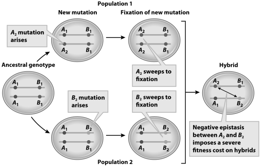 <strong>  The figure above illustrates</strong> A)ploidy changes resulting in reproductive isolation. B)Haldane's rule. C)Dobzhansky-Muller incompatibility. D)reproductive isolation through chromosomal rearrangement. <div style=padding-top: 35px> 