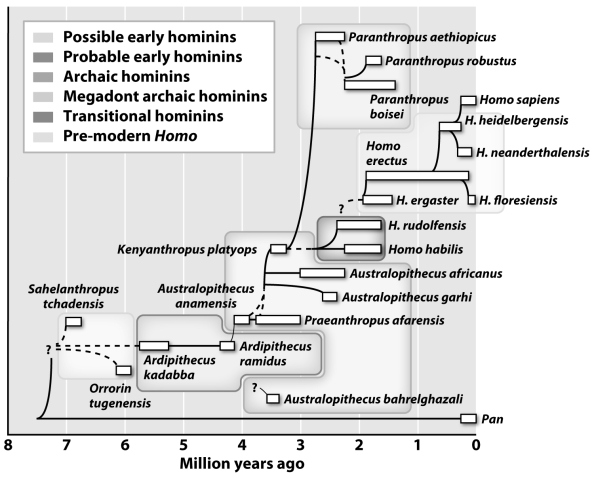 In the figure above,each white,horizontal box represents a separate species.Based on this figure,