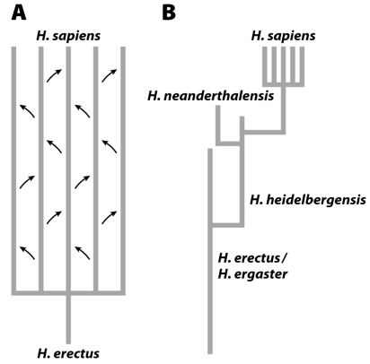 <strong>What do the two diagrams below illustrate,regarding human evolution?  </strong> A)A) Multiregional hypothesis; B) Out-of-Africa hypothesis B)A) Out-of-Africa hypothesis; B) Multiregional hypothesis C)A) Coexistence of multiple hominins throughout the evolutionary history of Homo sapiens; B) Existence of a single hominin throughout the evolutionary history of Homo sapiens D)A) Existence of a single hominin throughout the evolutionary history of Homo sapiens; B) Coexistence of multiple hominins throughout the evolutionary history of Homo sapiens <div style=padding-top: 35px> 