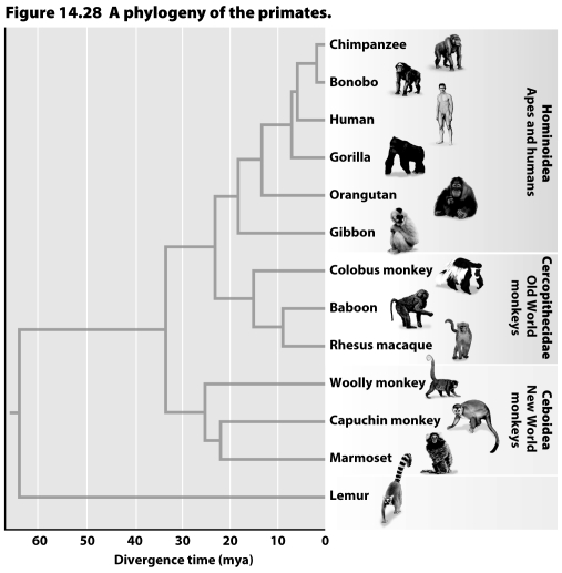 Based on the figure below,is the common-language practice of referring to Chimpanzees as monkeys accurate? Are monkeys a monophyletic group?